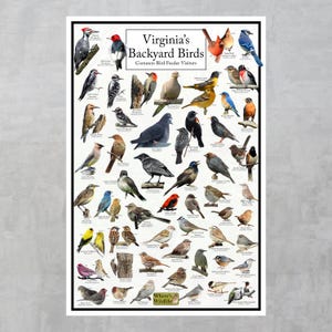 May include: A colourful poster titled "Virginia's Backyard Birds: Common Bird Feeder Visitors" featuring illustrations of various bird species, including cardinals, blue jays, woodpeckers, and sparrows. The poster is from "Where's Wildlife".