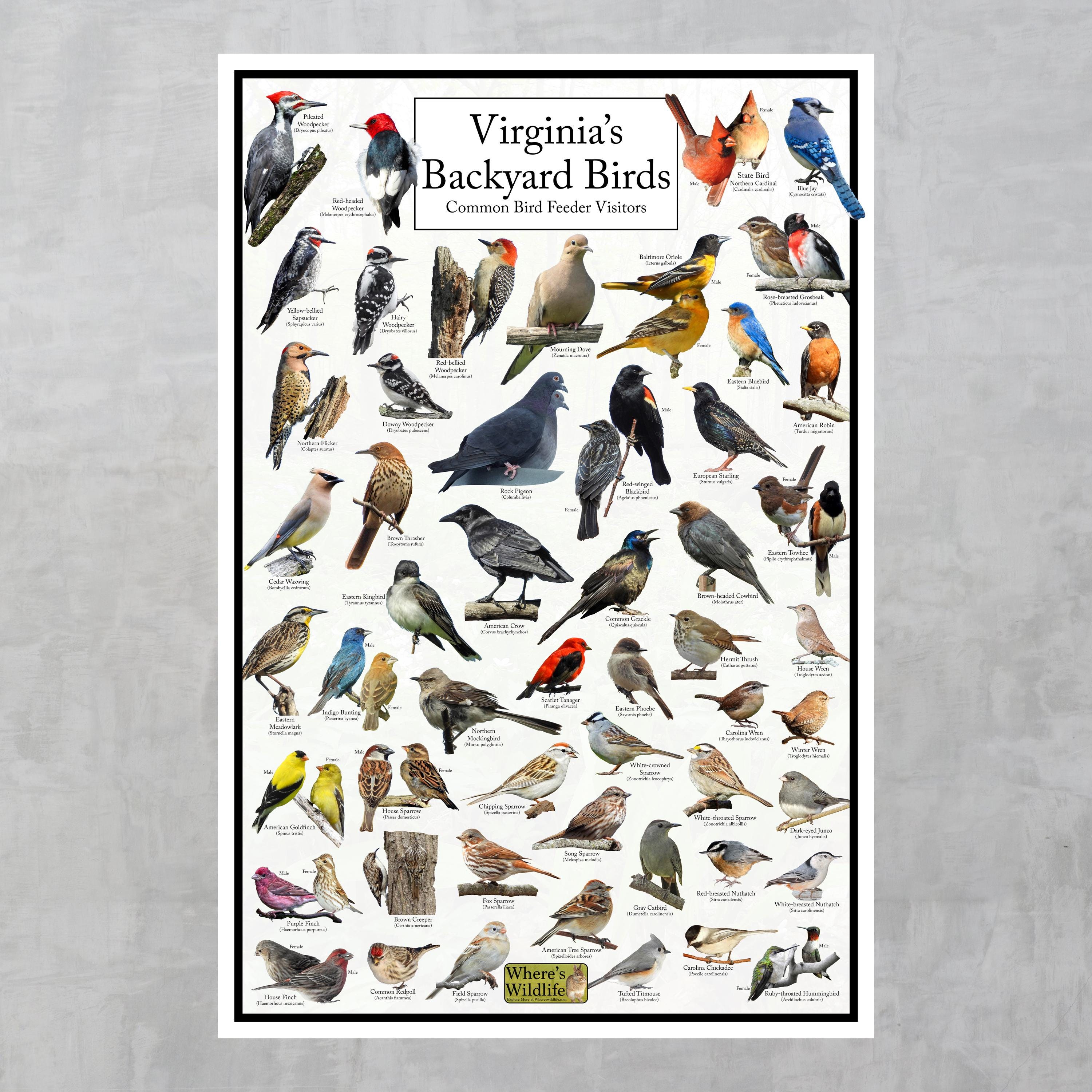 Virginia's Backyard Birds Poster - Virginia Bird Watching Chart