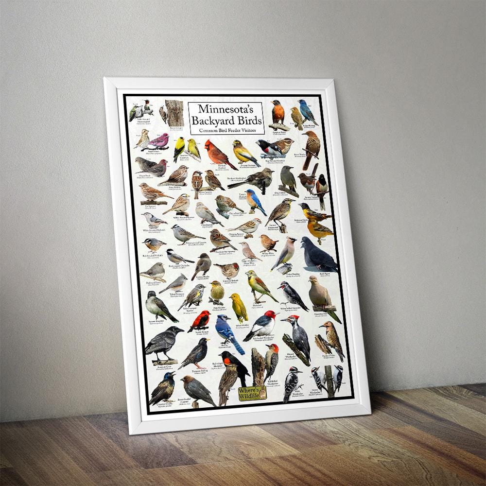 Minnesota's Backyard Birds Poster - Minnesota Bird Watching Chart ...