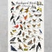 Backyard Birds of Florida Bird Identification Poster Print / Field ...