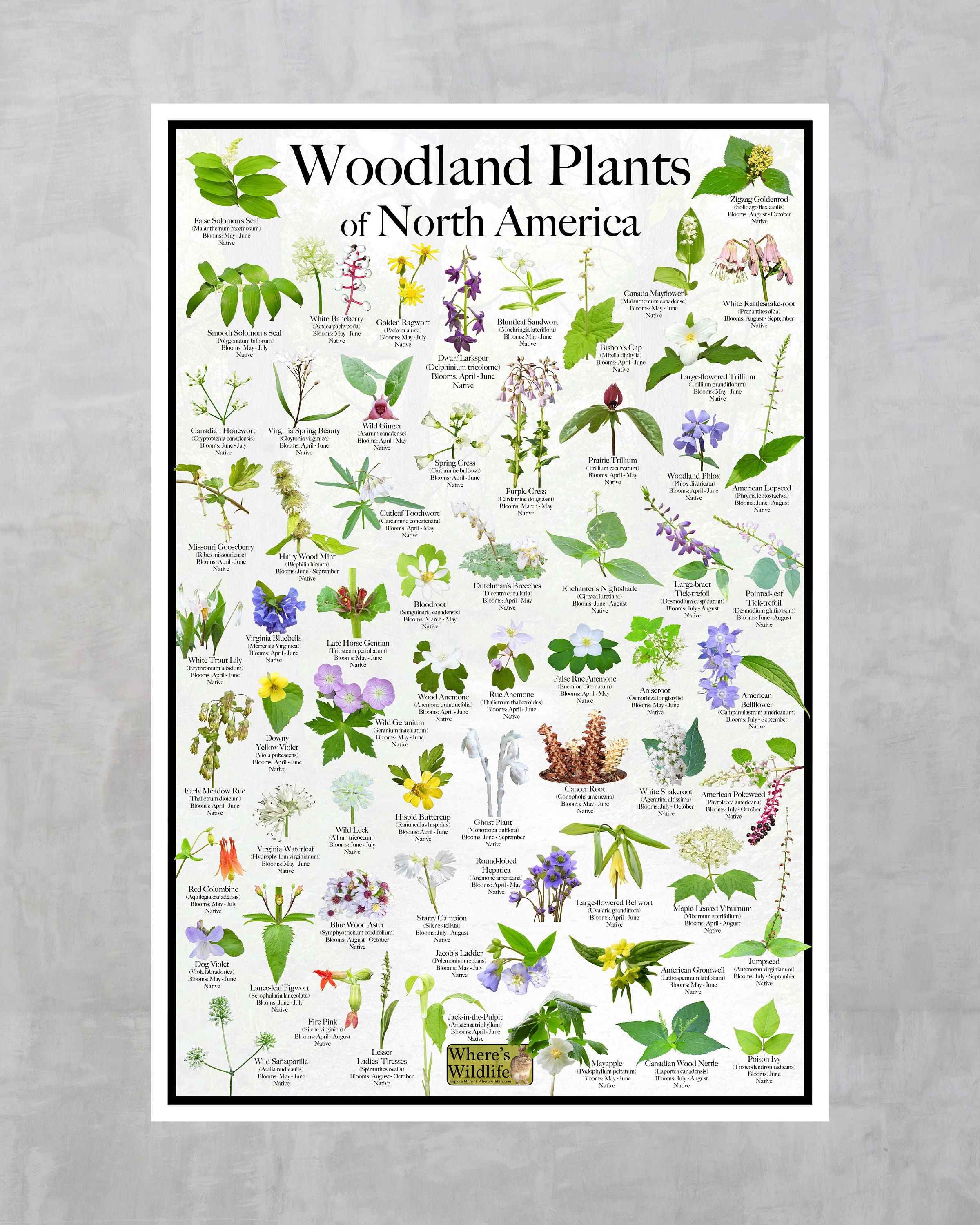 19+ Woodland Plants Woodland Plants of North America Flower Identification Poster / Native