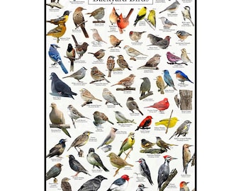 Indiana's Backyard Birds Poster - Indiana Bird Watching Chart Highlighting Birds At Your Bird Feeder - Nature Poster