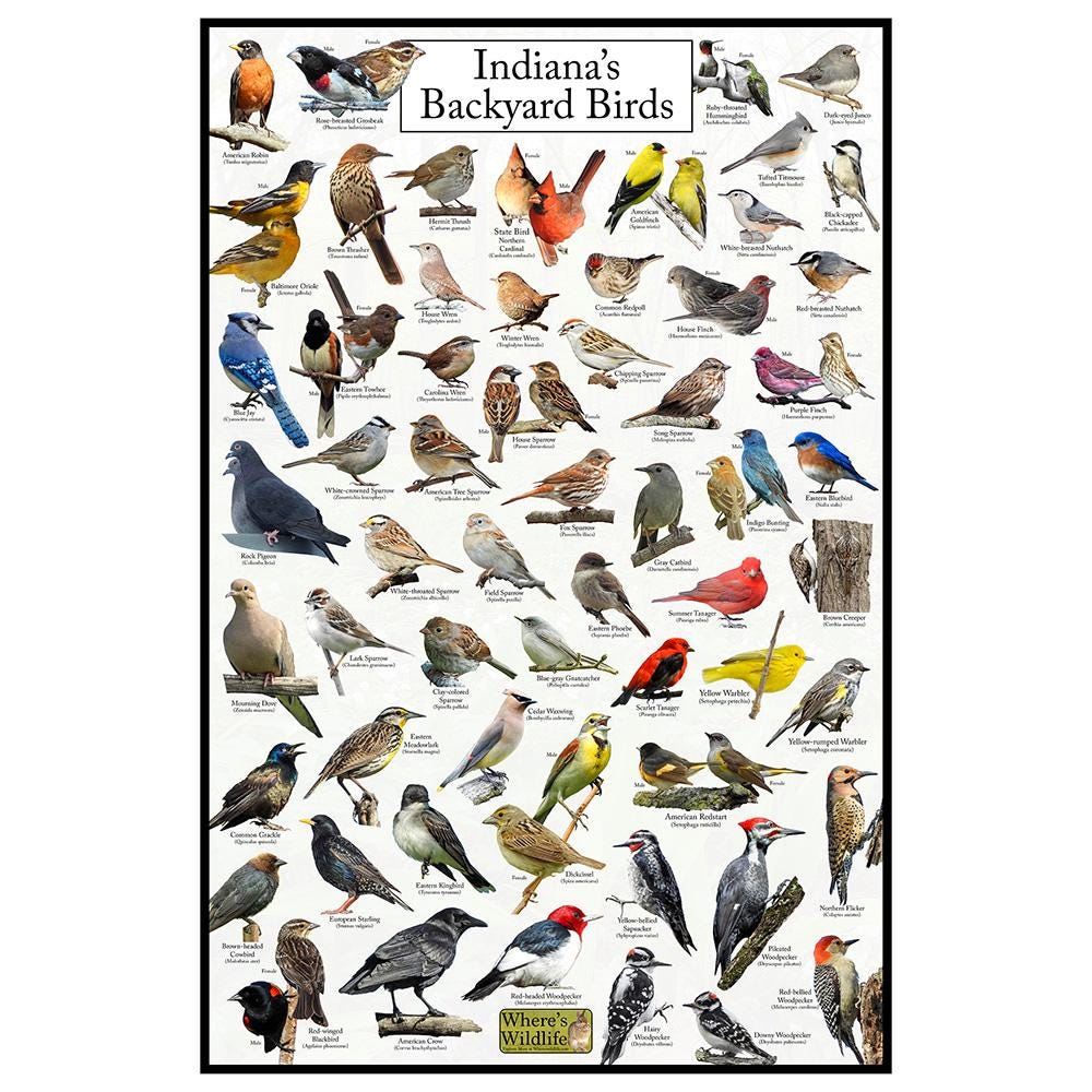 Indiana's Backyard Birds Poster - Indiana Bird Watching Chart ...