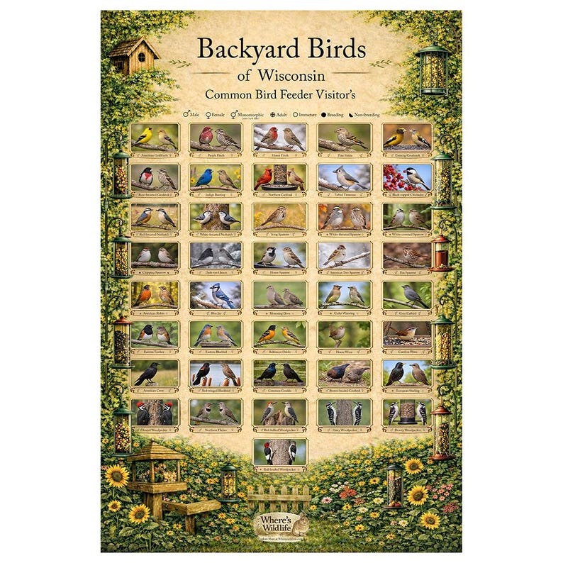 Wisconsin Backyard Birds Poster | Common Feeder Bird Identification ...