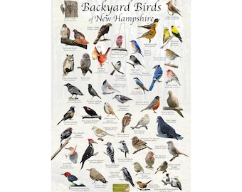 Birds of New Hampshire Backyard Birding Identification Picture / Field Guide to Common State Birds / Birdwatching / Vertical Nature Poster
