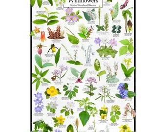May include: A colorful poster featuring illustrations of Michigan wildflowers. The poster is titled "Michigan Wildflowers" and "Native Woodland Blooms". The poster features a variety of wildflowers in different colors, including pink, white, yellow, blue, and purple.