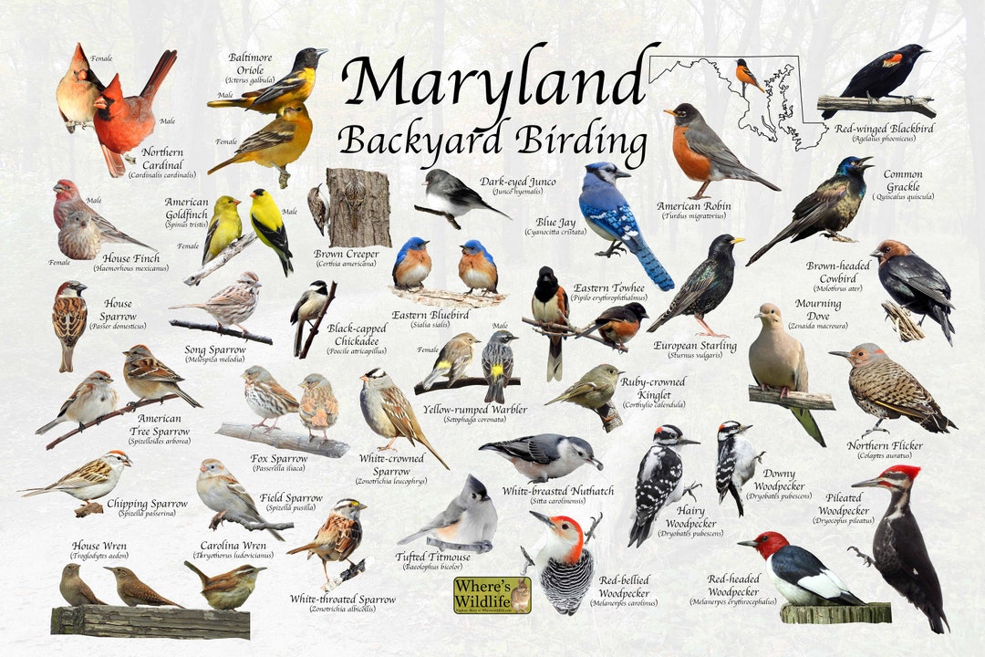 Birds of Maryland Backyard Birding Identification Picture Print / Great