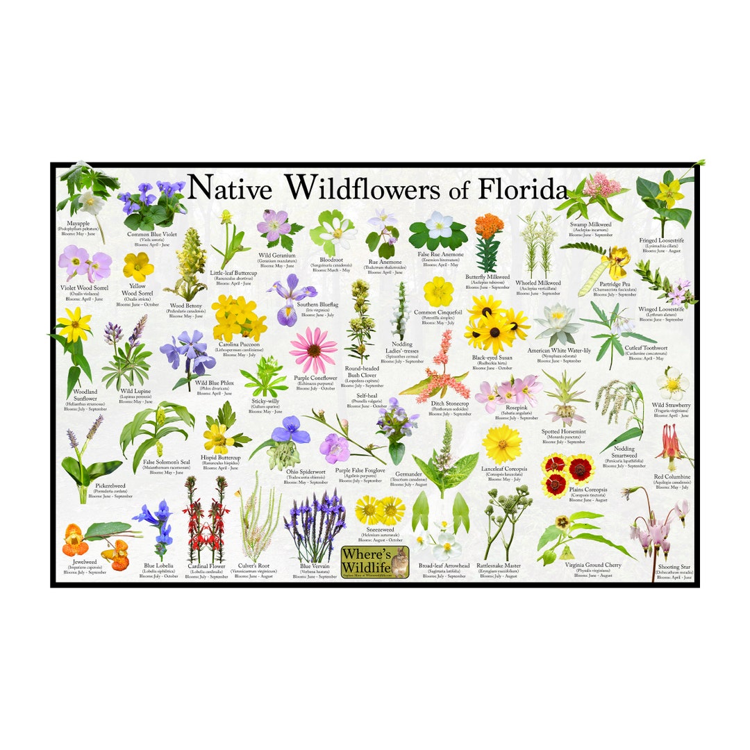Native Wildflowers of Florida / State Flower Field Guide Poster Provide