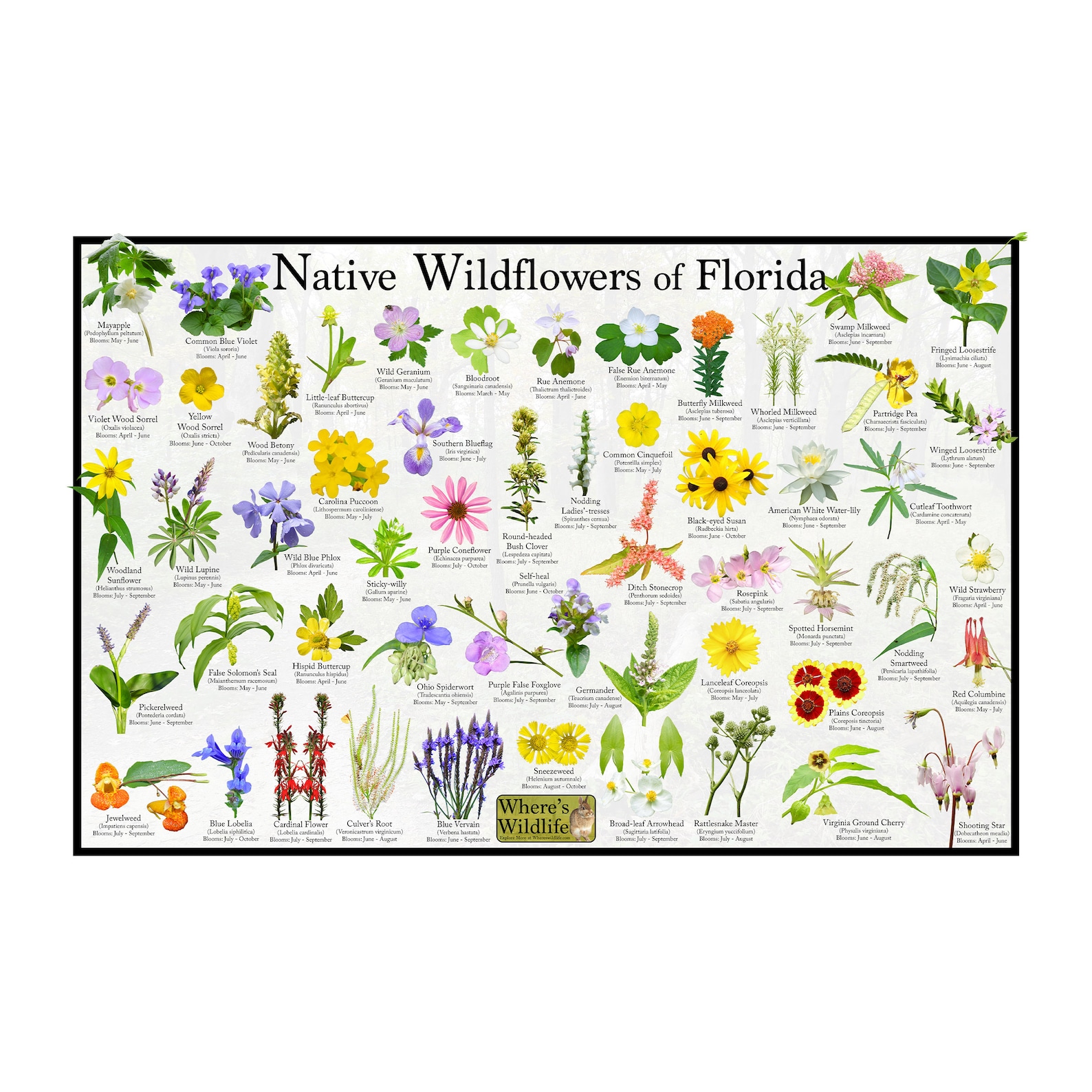 Native Wildflowers of Florida / State Flower Field Guide Poster Provide Picture Identification