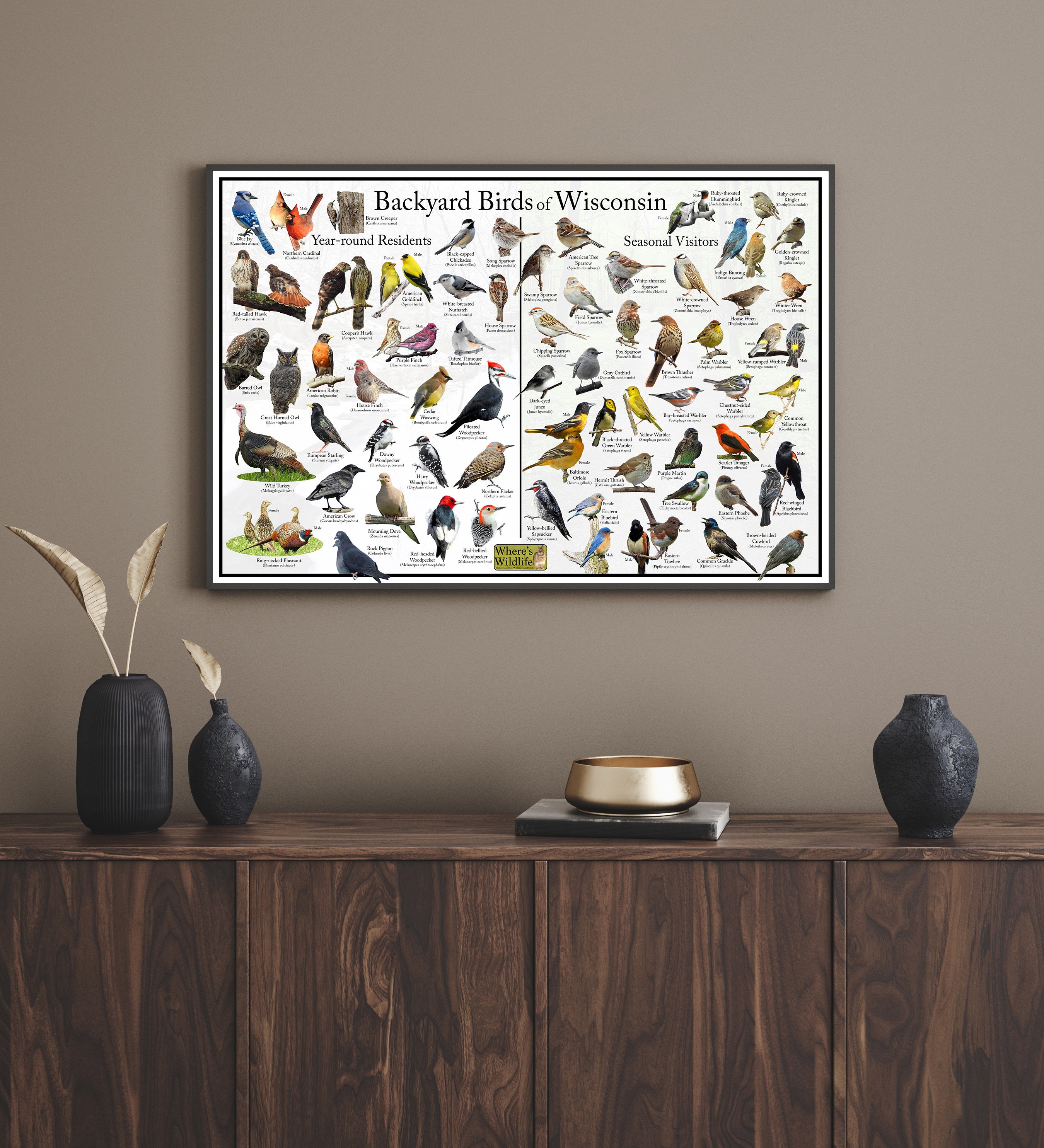 Backyard Birds of Wisconsin Bird Identification Poster Divided Into ...