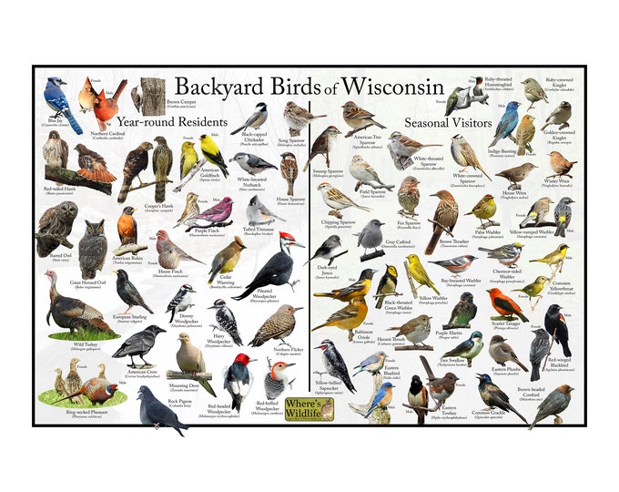 Backyard Birds of Wisconsin Bird Identification Poster Divided into Year-round Residents and Seasonal Visitors / Birdwatching Nature Guide