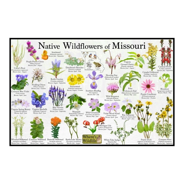 Native Wildflowers of Missouri / State Flower Field Guide Providing Picture Identification / Flower ID Poster / Prairie & Woodland Flowers