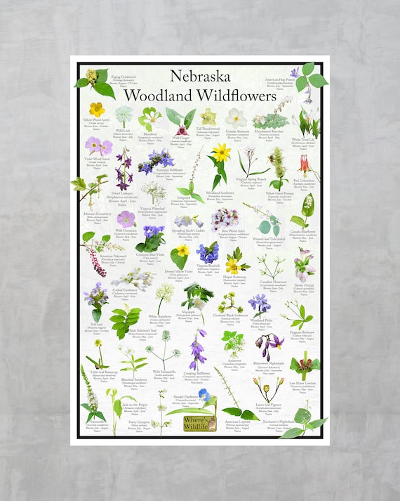Nebraska State Woodland Wildflower Guide Poster / State Flower