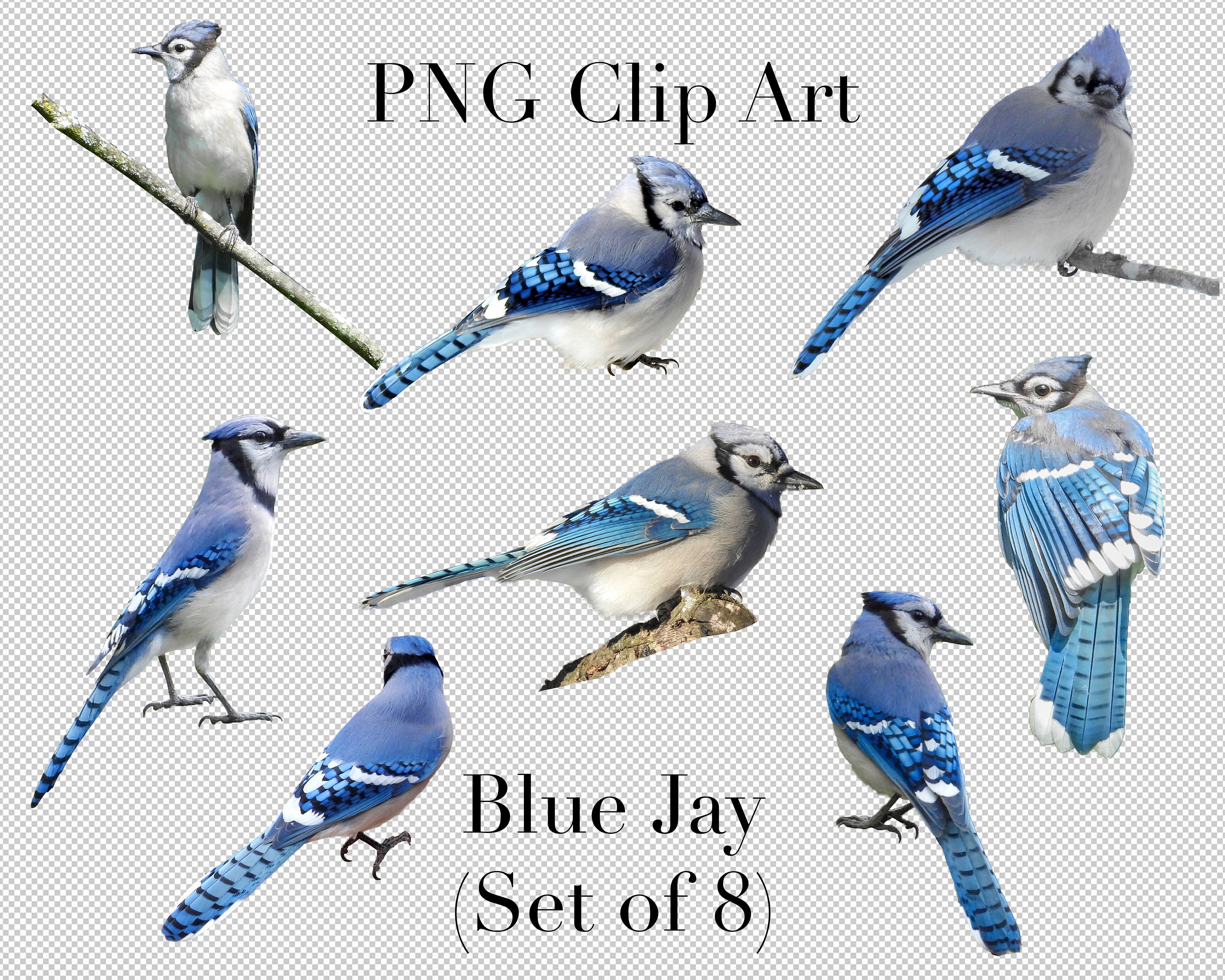 Buy Blue Jay Bird Set of 8 PNG Clipart With Transparent Background Online  in India 
