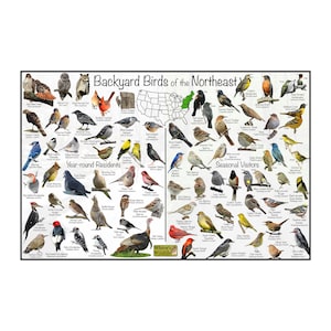 Backyard Birds of the Northeast Bird Identification Poster Divided into Year-round Residents & Seasonal Visitors / North American Bird Art