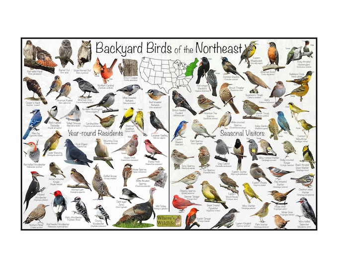 Backyard Birds of the Northeast Bird Identification Poster Divided into Year-round Residents & Seasonal Visitors / North American Bird Art