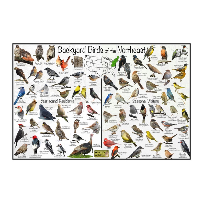 backyard-birds-of-the-northeast-bird-identification-poster-etsy