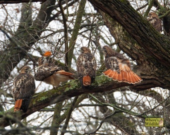 Red-tailed Hawks Perched on a Branch Nature Picture Print / Wildlife Photography / Composite Photography / Birds of Prey