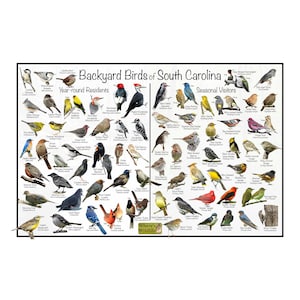 Backyard Birds of South Carolina Bird Identification Poster Divided by Year-round Residents & Seasonal Visitors / Birdwatching Nature Guide