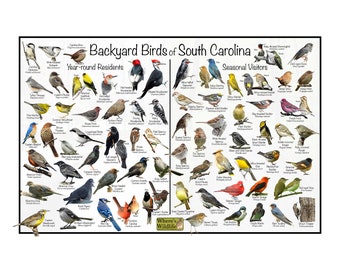 Backyard Birds of South Carolina Bird Identification Poster Divided by Year-round Residents & Seasonal Visitors / Birdwatching Nature Guide