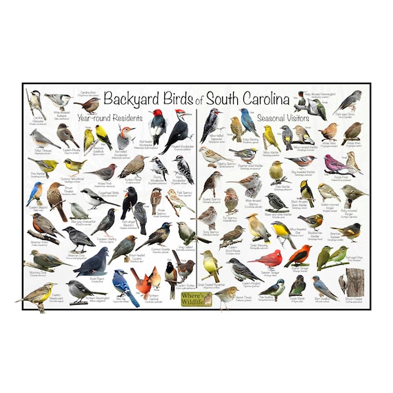 Backyard Birds of South Carolina Bird Identification Canvas Poster