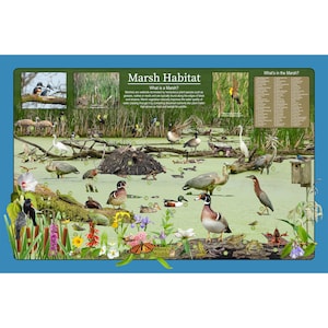 Cartel de la naturaleza educativa del humedal del hábitat de los pantanos / Cartel de la vida silvestre de los niños divertidos / Flores y animales de los humedales, imágenes e identificación