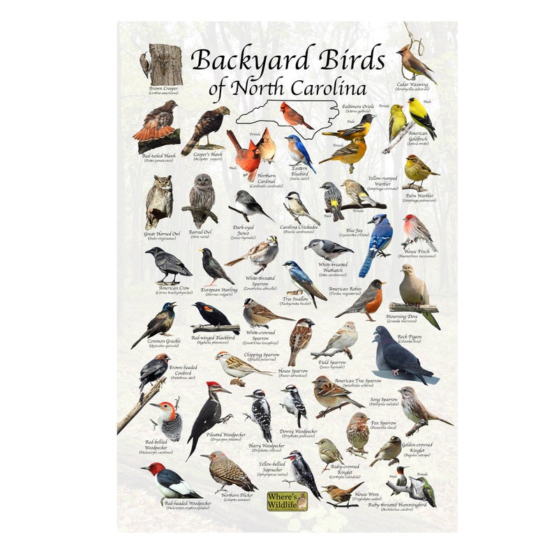 Birds of North Carolina Backyard Birding Identification Picture Print/ Field Guide to Common State Birds ID / Birdwatching / Nature Poster image 1