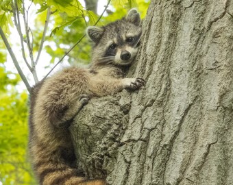 Nature Print of a Cute Raccoon in Tree / Wildlife Photography / Cute Animals /