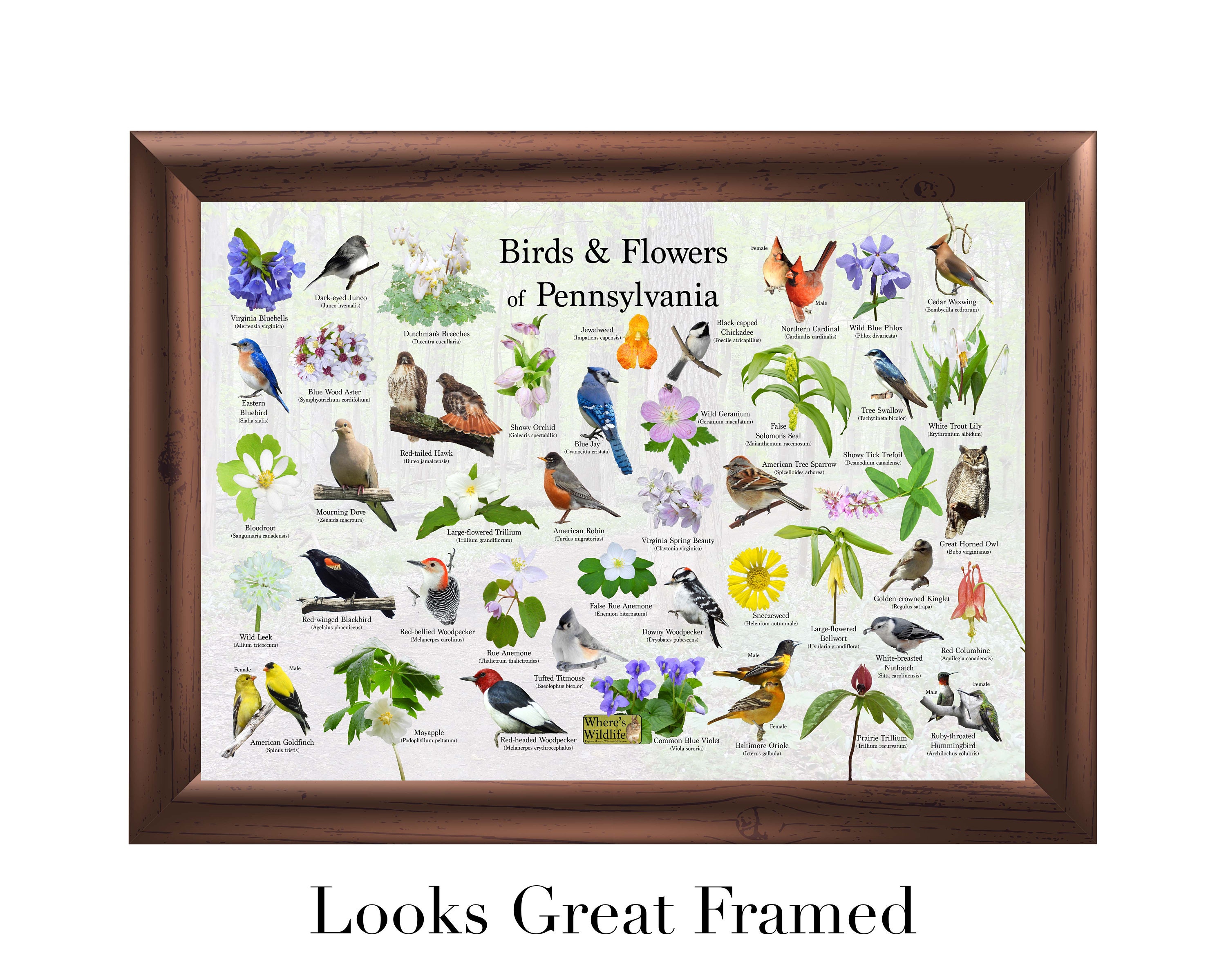 Birds and Flowers of Pennsylvania Poster / State Flower & Bird Guide ...