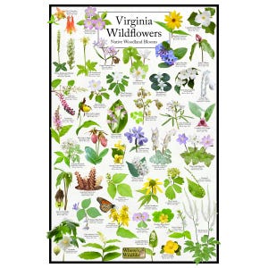 Virginia Wildflowers - Native Woodland Blooms Poster | Virginia&#39;s Woodland Flowers Chart | Botanical Wall Art | Nature-Inspired Home Decor