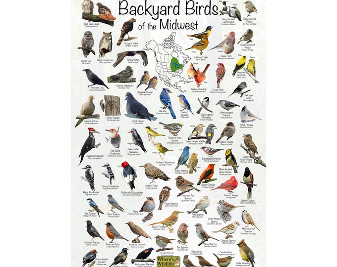 Backyard Birds of the Midwest Region North America Bird Identification / Great Field Guide to Common Birds / Birdwatching / Nature Poster