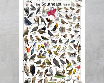 Birds of North America The Southeast Region Provide 83 Bird  Identifications Bird Watching Poster Guide Nature Science Education  Chart
