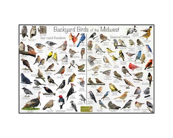 Backyard Birds of the Northeast Bird Identification Poster Divided Into ...