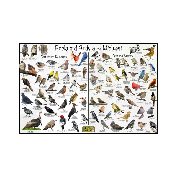 Backyard Birds of the Midwest Bird Identification Poster Divided into Year-round Residents & Seasonal Visitors / North American Nature ID