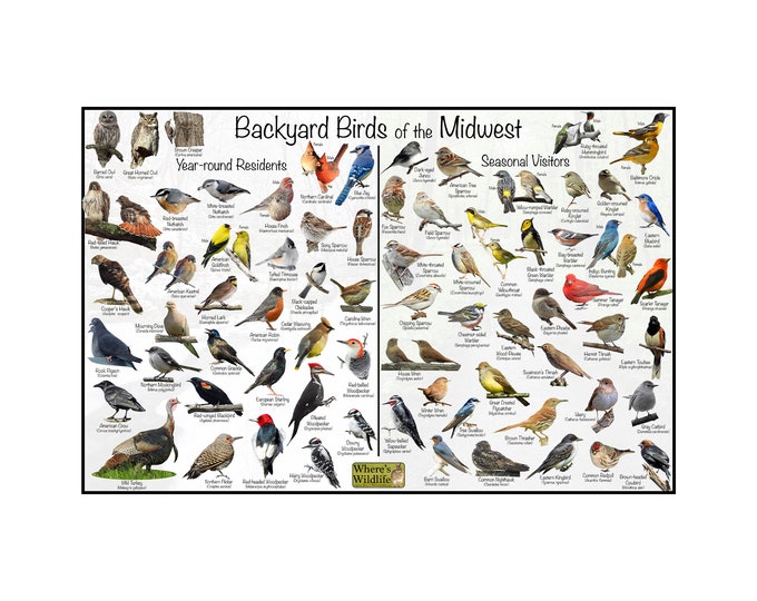 Backyard Birds of the Midwest Bird Identification Poster Divided into Year-round Residents & Seasonal Visitors / North American Nature ID