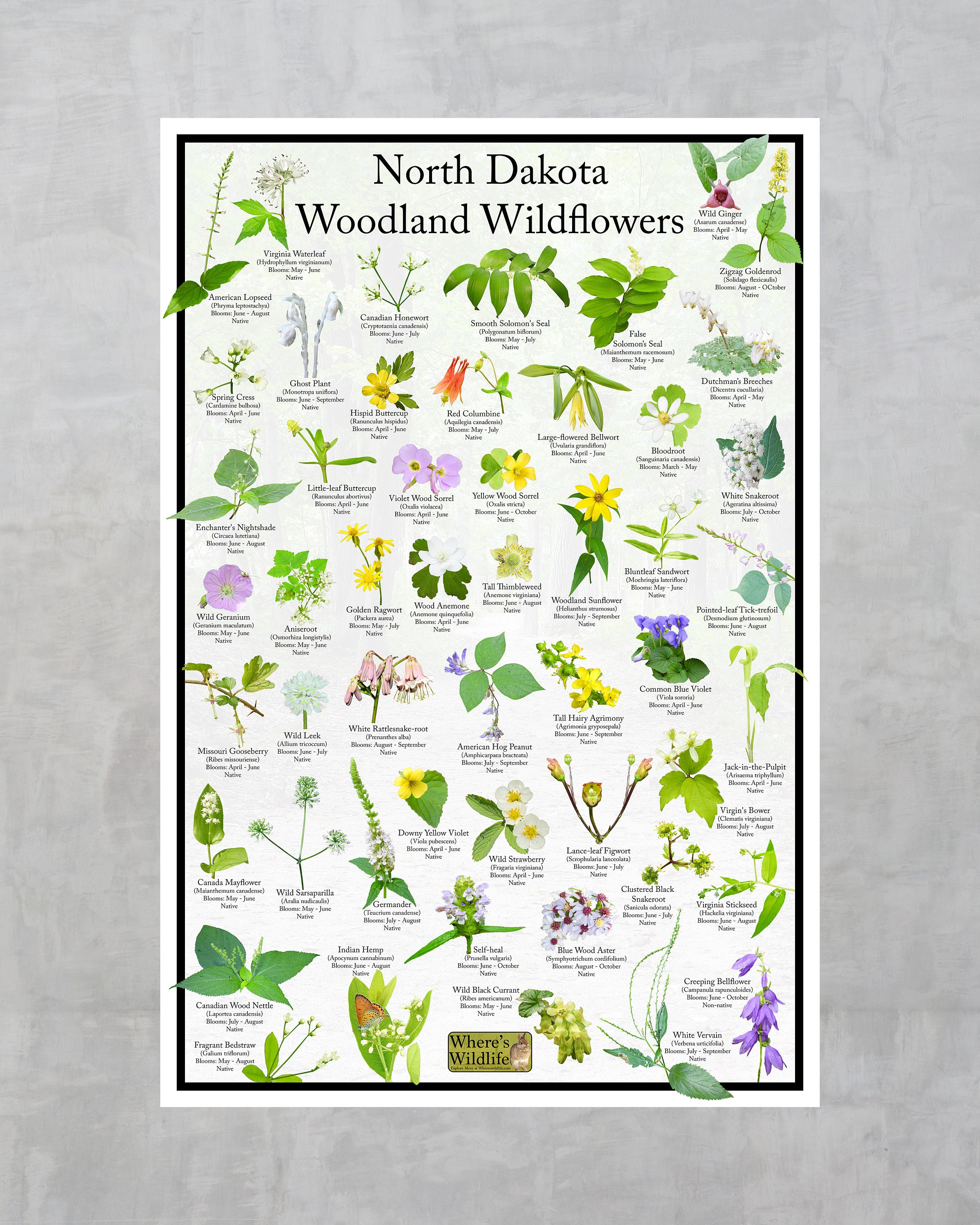 North Dakota Woodland Wildflower Identification Poster / Native