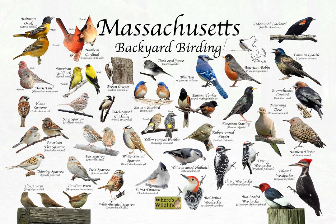 Birds of Massachusetts Backyard Birding Identification Picture Print