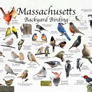Birds of Massachusetts Backyard Birding Identification Picture Print / Great Field Guide to Common State Birds Birdwatching / Nature Poster
