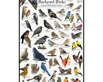 Massachusetts Backyard Birds Poster - Massachusetts Bird Watching Chart Highlighting Birds At Your Bird Feeder - Educational Bird Guide