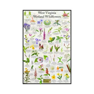 Afiche de identificación de flores silvestres de humedales de Virginia Occidental / Guía de campo de flores silvestres / Afiche floral / Identificación de flores de humedales