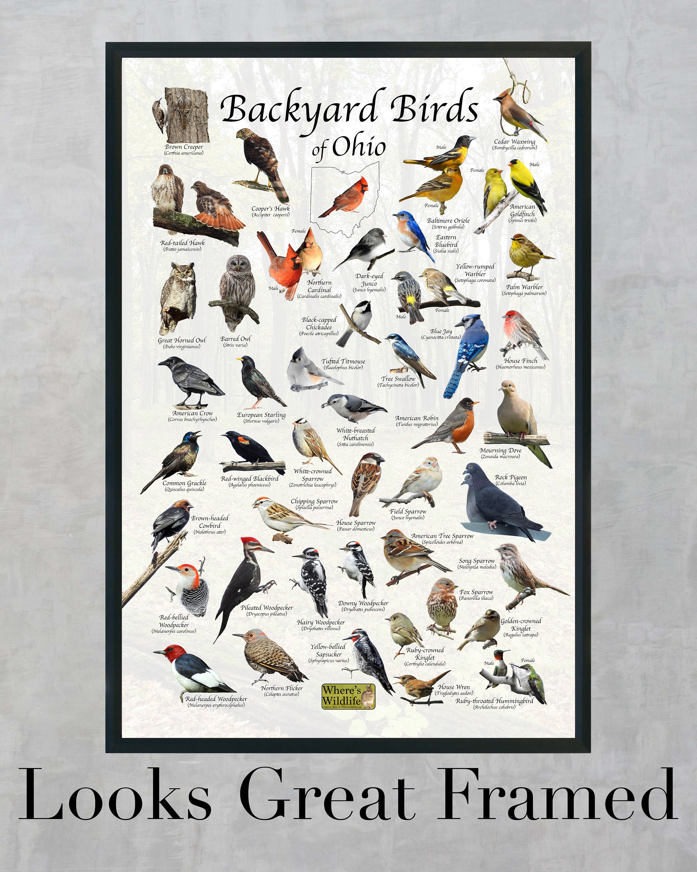 Birds of Ohio Backyard Birding Identification Picture Print/