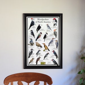 Puede incluir: Un p&oacute;ster colorido con ilustraciones de 25 diferentes p&aacute;jaros carpinteros de Am&eacute;rica del Norte. El p&oacute;ster se titula "Woodpeckers of North America" e incluye el nombre de cada especie.