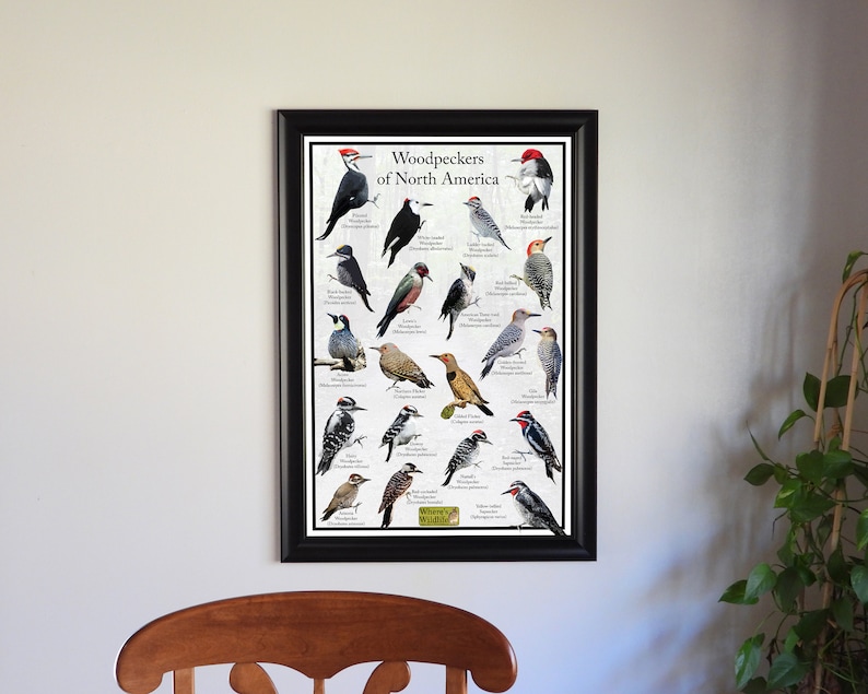 Puede incluir: Un p&oacute;ster colorido con ilustraciones de 25 diferentes p&aacute;jaros carpinteros de Am&eacute;rica del Norte. El p&oacute;ster se titula "Woodpeckers of North America" e incluye el nombre de cada especie.