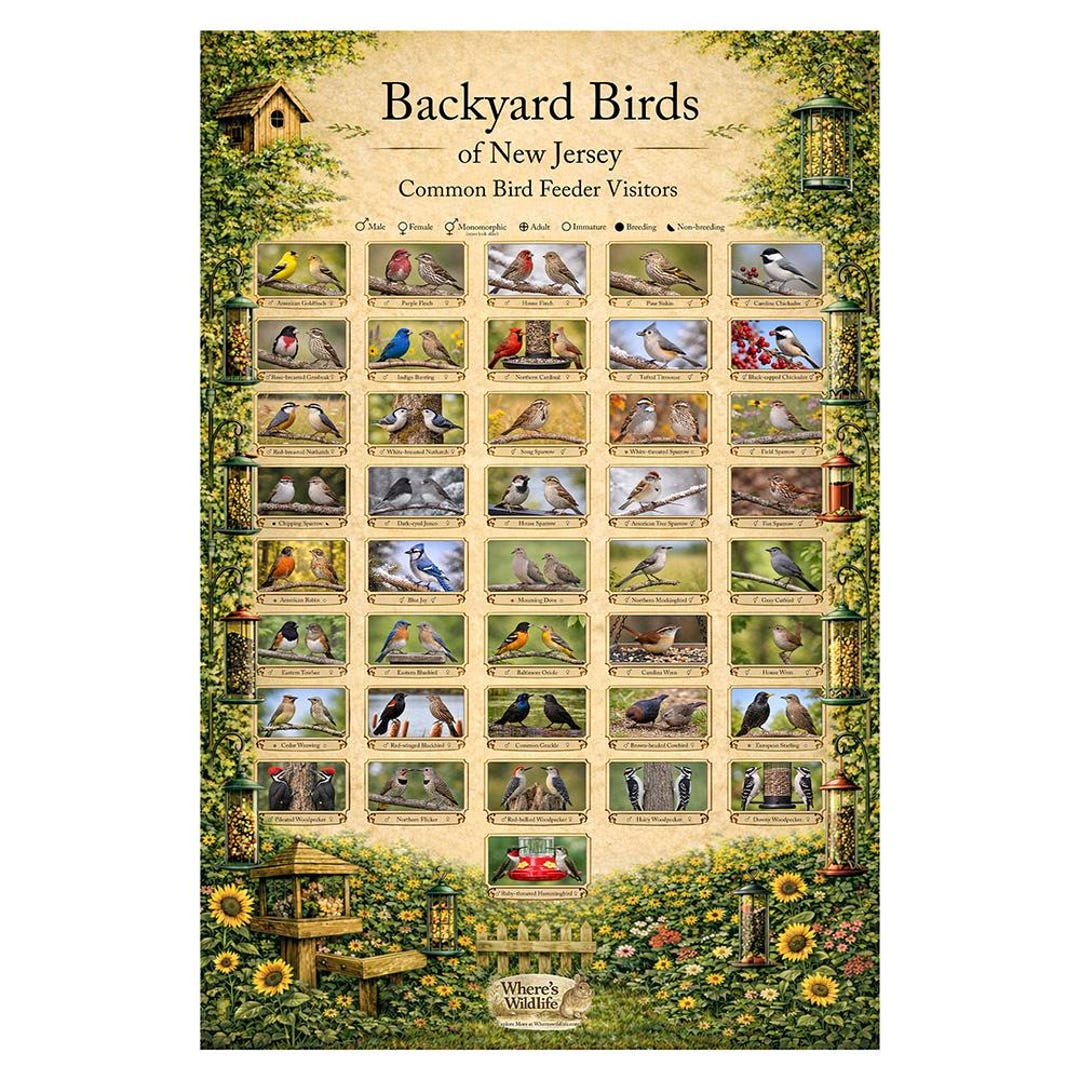 New Jersey Backyard Birds Poster | Common Feeder Bird Identification ...