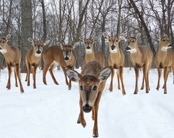 The Curious One - White-tailed Deer in a Row / Winter Wonderland Nature Print / Cute Animals and Wildlife Photography /  Composite Photo