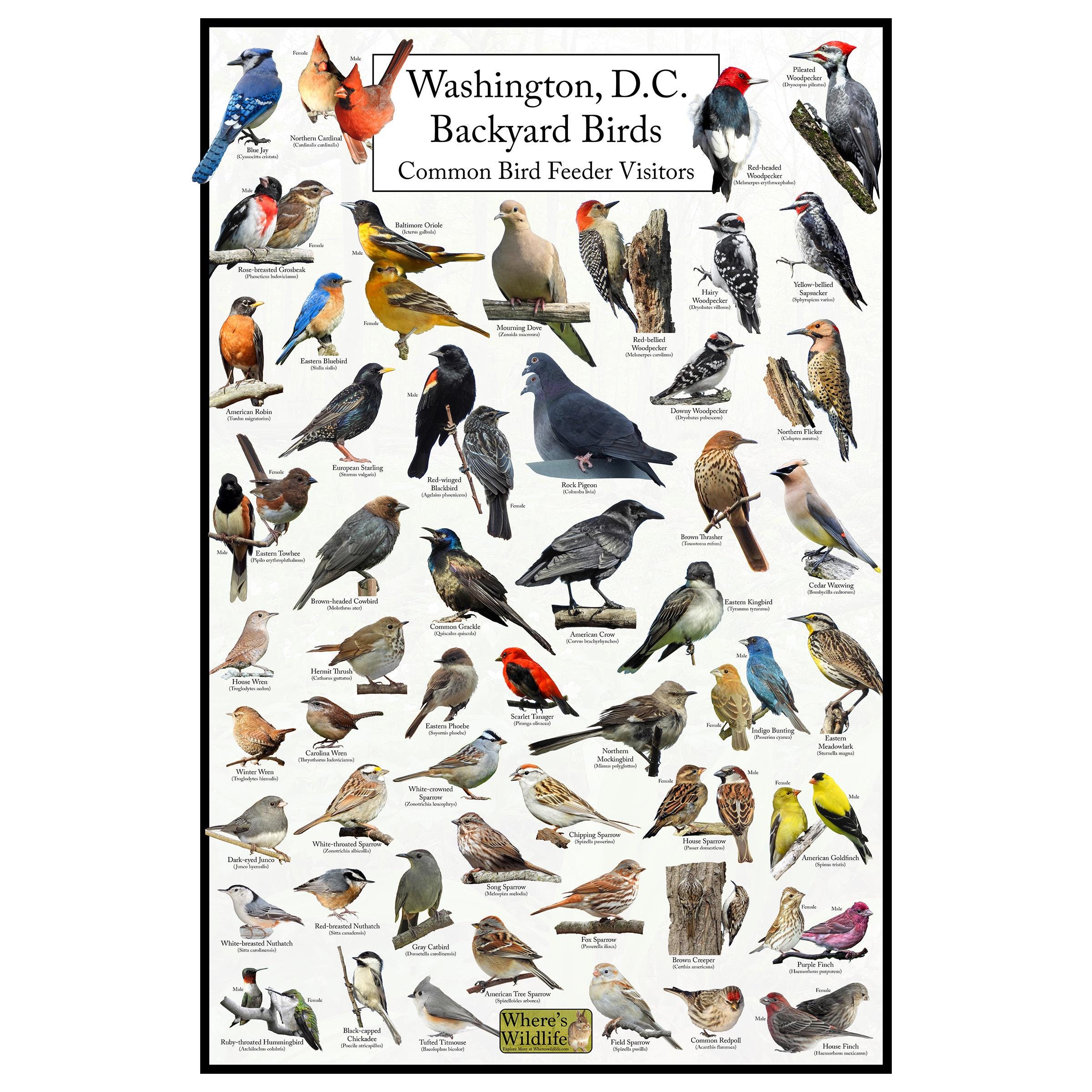 Washington, D.c.'s Backyard Birds Poster - Washington, D.C. Bird