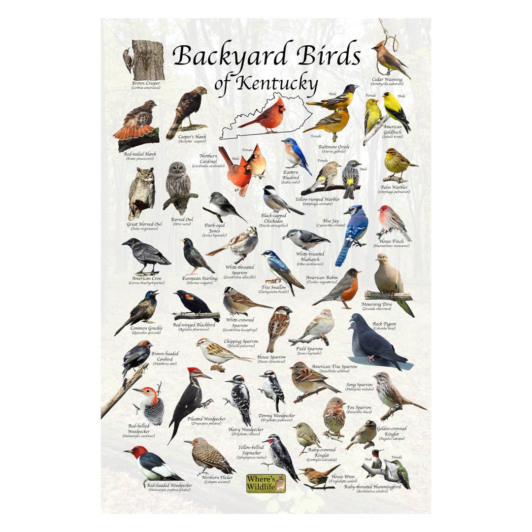 Backyard Birds of Kentucky Bird Identification Poster / Bird Field Guide / Bird Watching Nature