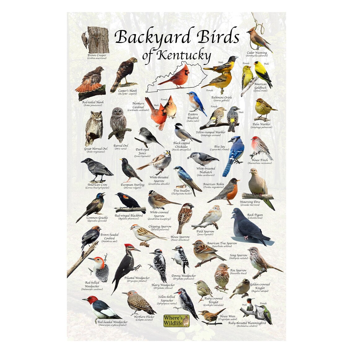 Backyard Birds of Kentucky Bird Identification Poster / Bird Etsy