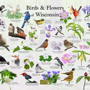 Impresión de póster de pájaros y flores de Wisconsin/guía estatal de flores y pájaros que proporciona identificación con imagen