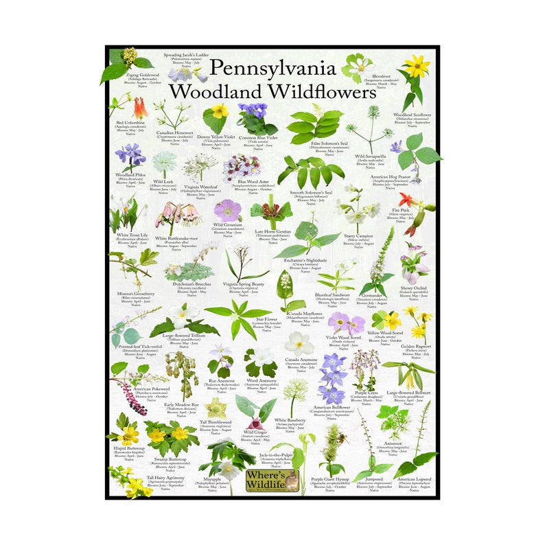 Pennsylvania Woodland Wildflower Chart Size: 18x24 / State Flower ...